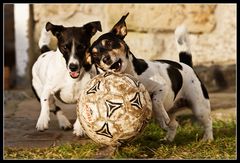 Zweier Schnauzenball 1/6