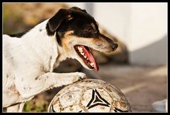 Zweier Schnauzenball 2/6