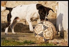 Zweier Schnauzenball 3/6