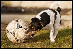 Zweier Schnauzenball 4/6