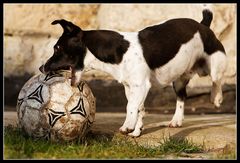 Zweier Schnauzenball 5/6