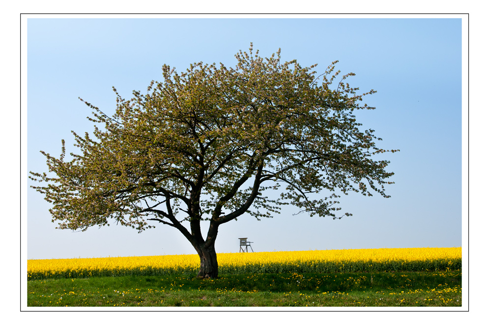 Zweierlei Blüte