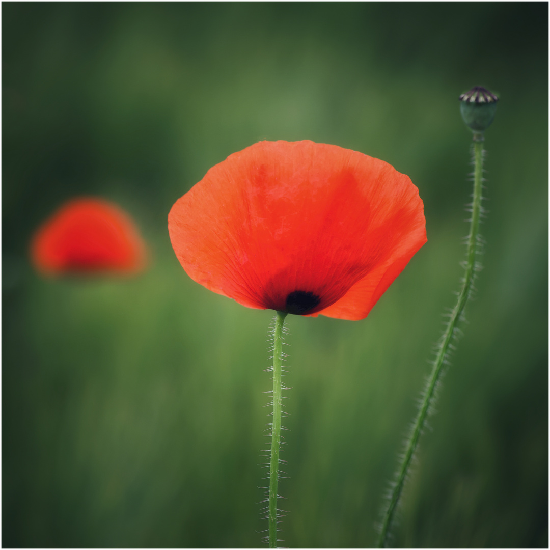 Zweierlei Mohn