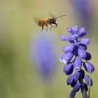 Zweifärbige Mauerbiene