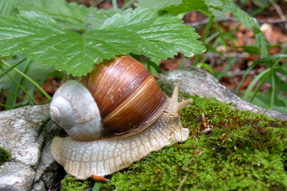 "zweifärbige" Weinbergschnecke