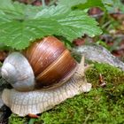 "zweifärbige" Weinbergschnecke