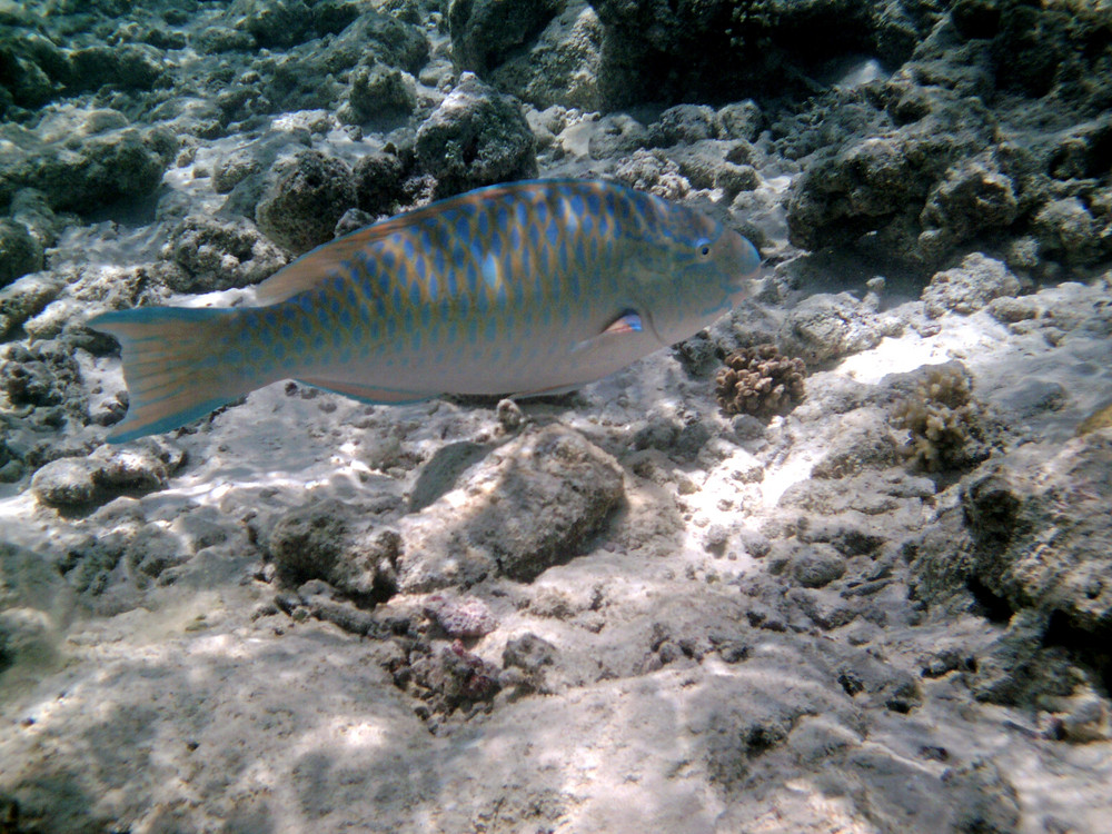 zweifarben Papageienfisch