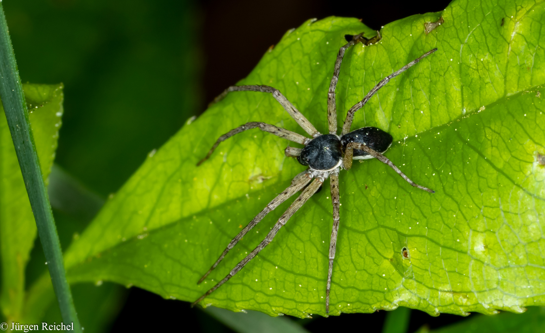 Zweifarbflachstrecker m. (Philodromus dispar) 