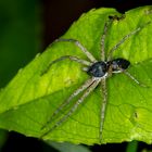 Zweifarbflachstrecker m. (Philodromus dispar) 