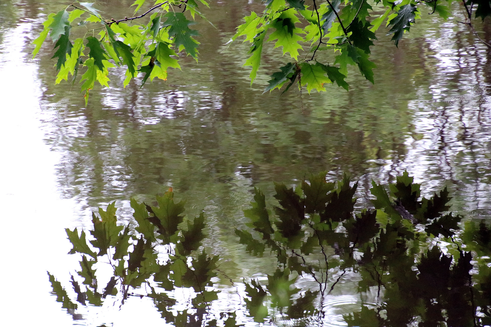 ZweiFarbig Foto & Bild fotos, spezial, dokumentation Bilder auf