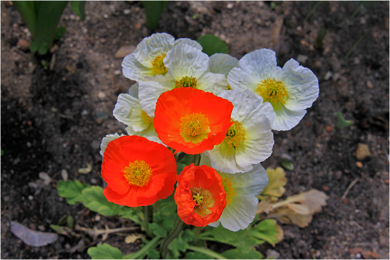 Zweifarbig Foto & Bild | natur, pflanzen, blüten Bilder auf fotocommunity