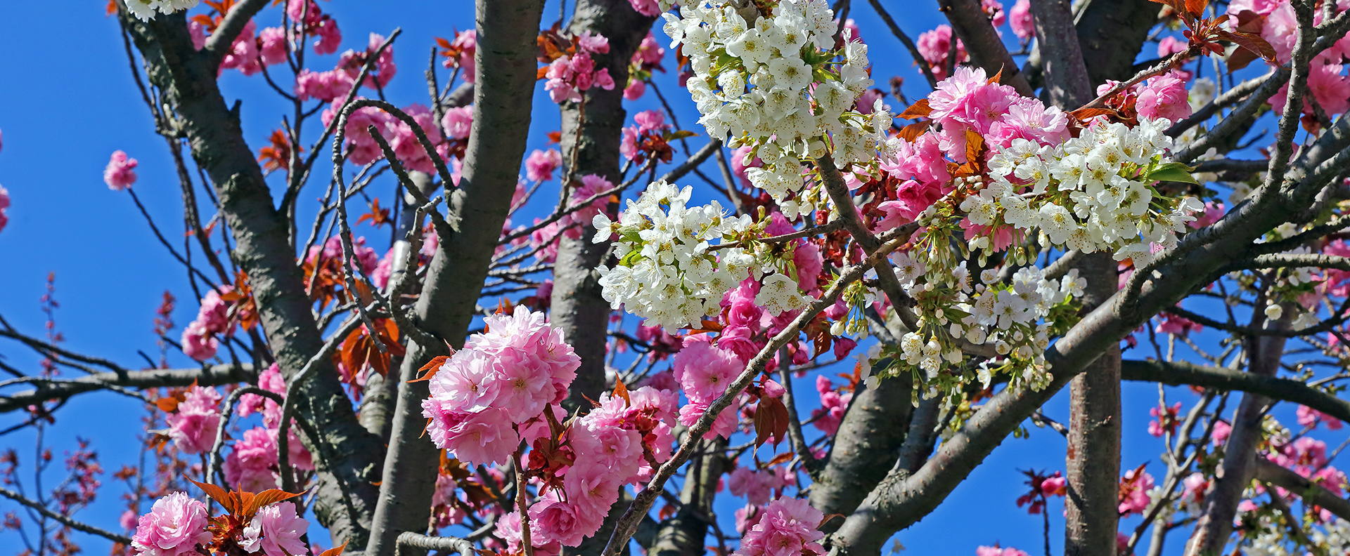 Zweifarbig an einem Baum , Japanische Blütenkirsche  ....