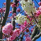 Zweifarbig an einem Baum , Japanische Blütenkirsche  ....