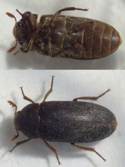 Zweifarbig behaarter Speckkäfer (Dermestes haemorrhoidalis)