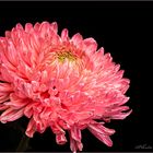 Zweifarbig  -  Chrysantheme