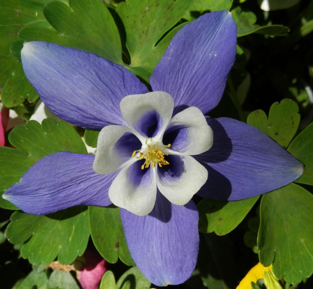 Zweifarbige Akelei - blau und weiß