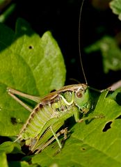 Zweifarbige Beißschrecke (Metrioptera bicolor) 2