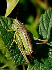 Zweifarbige Beißschrecke (Metrioptera bicolor) 3