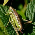 Zweifarbige Beißschrecke (Metrioptera bicolor) 3