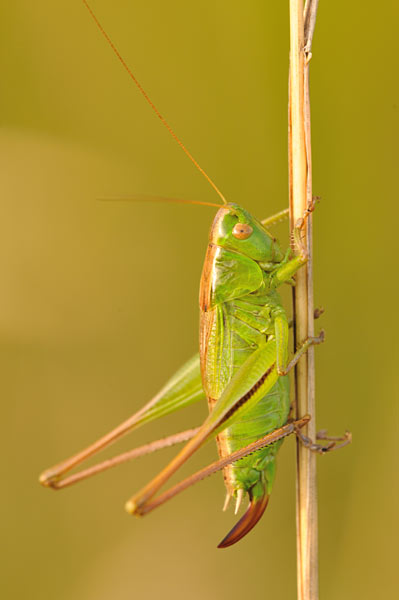 Zweifarbige Beißschrecke - Metrioptera bicolor