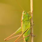 Zweifarbige Beißschrecke - Metrioptera bicolor