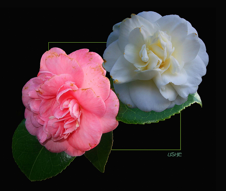 Zweifarbige Camelia