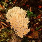 zweifarbige Clavaria sp.