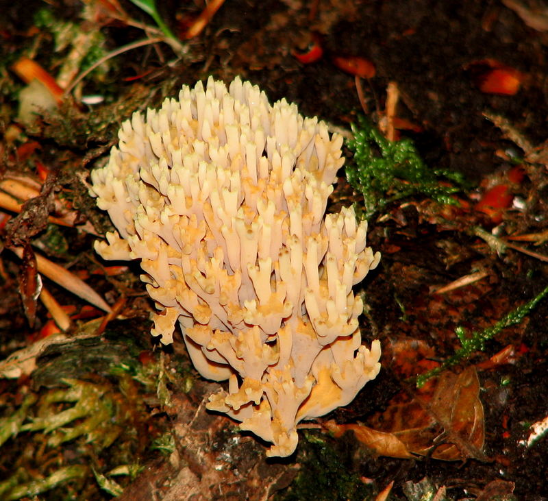 zweifarbige Clavaria sp.