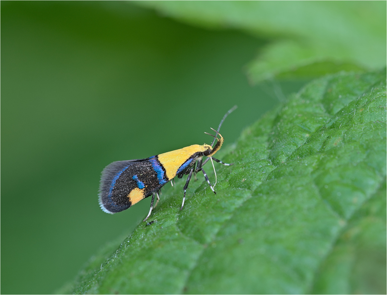 Zweifarbige Faulholzmotte (Oecophora bractella)