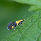 Zweifarbige Faulholzmotte (Oecophora bractella)