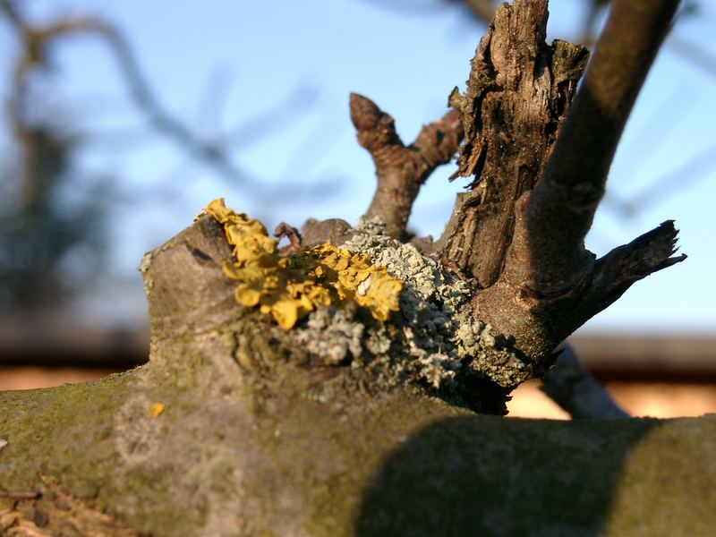 Zweifarbige Flechten auf einem Ast