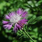 Zweifarbige Flockenblume (Centaurea dealbata)