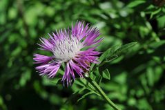 Zweifarbige Flockenblume (Centaurea dealbata)