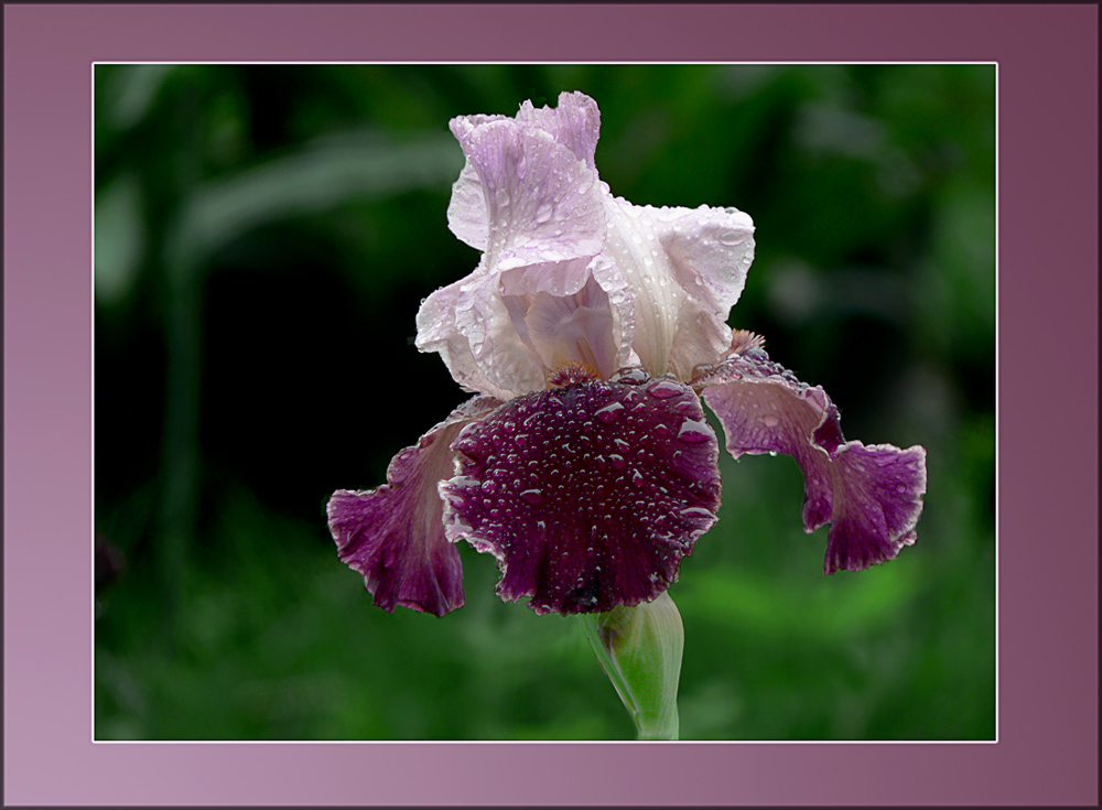 Zweifarbige Iris bedeckt mit Regentropfen  ( Holunder Schwertlilie )