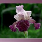 Zweifarbige Iris bedeckt mit Regentropfen  ( Holunder Schwertlilie )