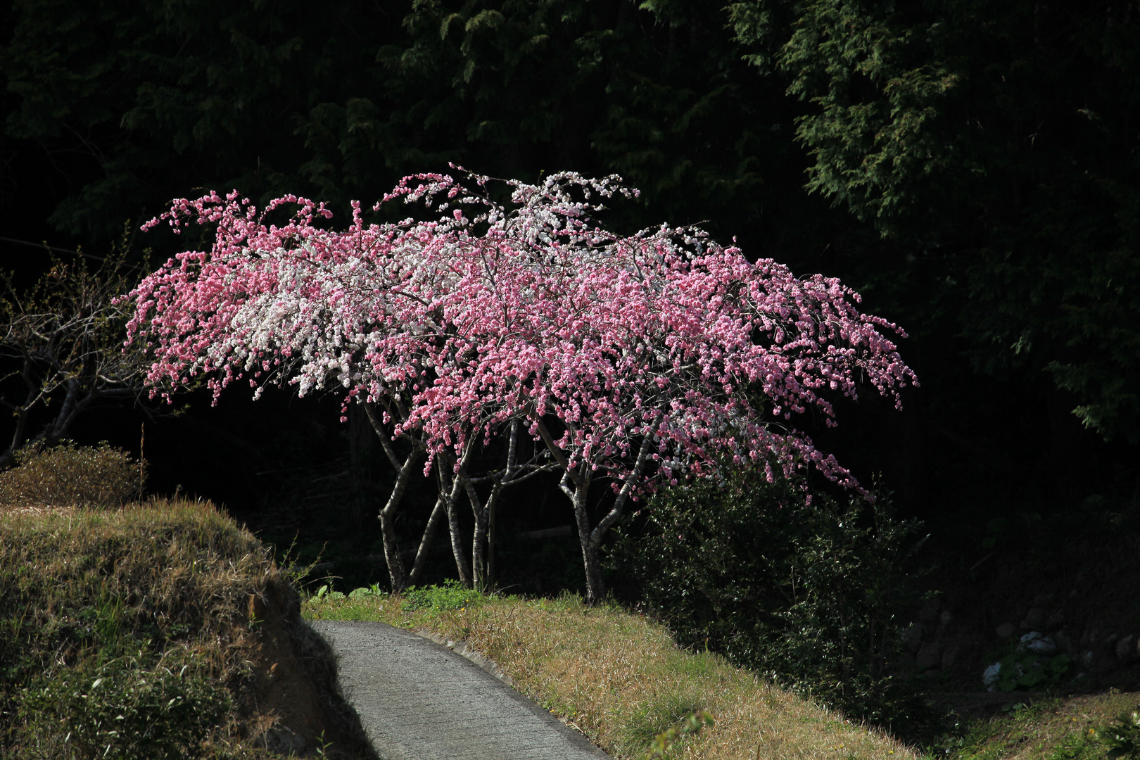 zweifarbige Kirschblüte auf Izu