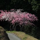 zweifarbige Kirschblüte auf Izu