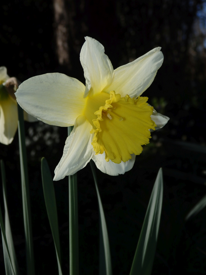 Zweifarbige Narzisse in voller Blüte