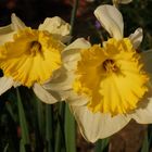 Zweifarbige Osterglocken im heimischen Garten