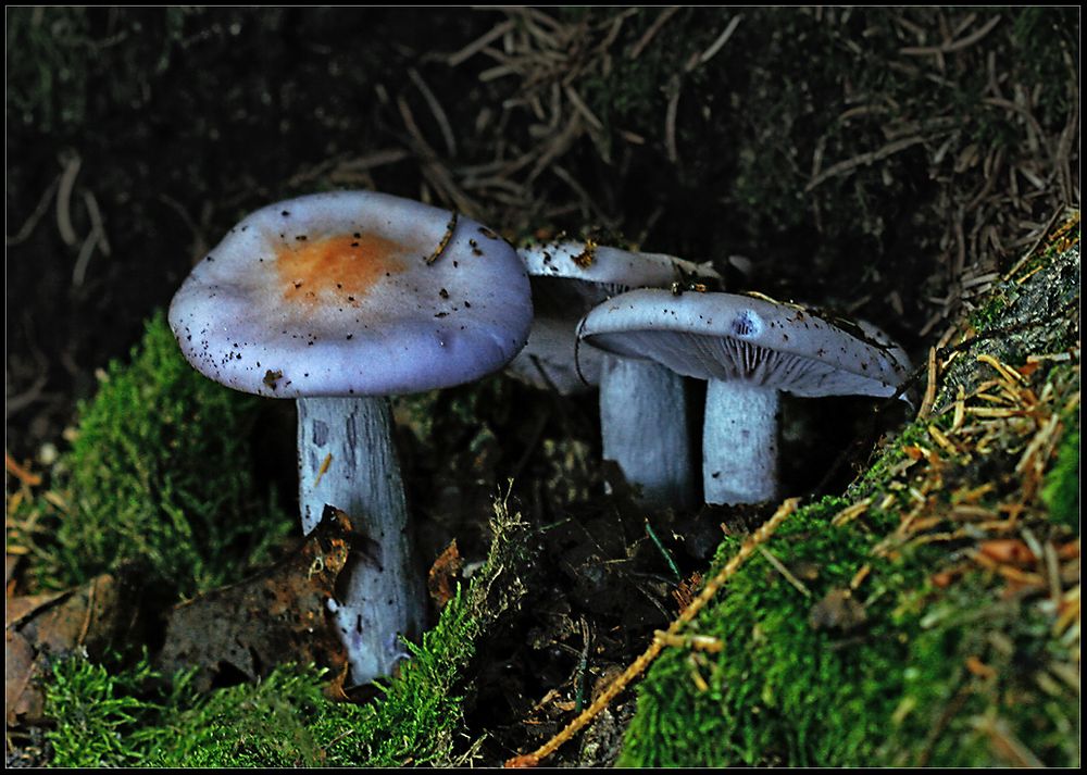 Zweifarbige Pilze