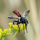 Zweifarbige Raupenfliege