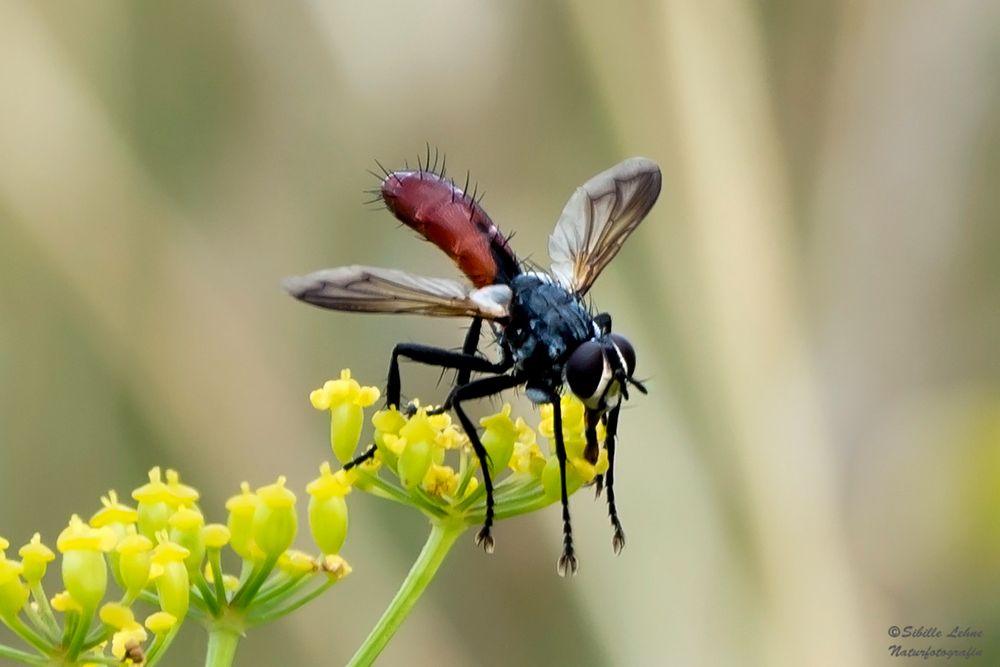 Zweifarbige Raupenfliege