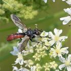 Zweifarbige Raupenfliege ( Cylindromyia bicolor )