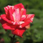 zweifarbige rose