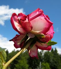 Zweifarbige Rose