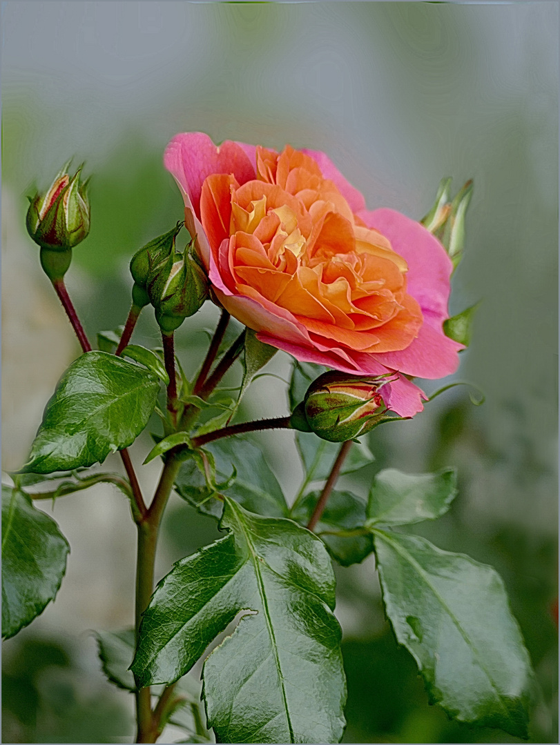 Zweifarbige Rose  