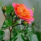 Zweifarbige Rose  