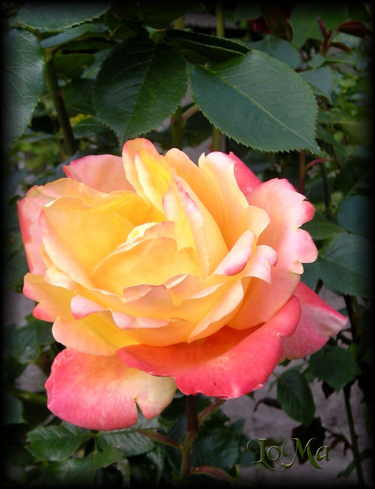 Zweifarbige Rose (gelb-rot)