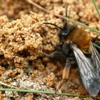 Zweifarbige Sandbiene (Andrena bicolor)