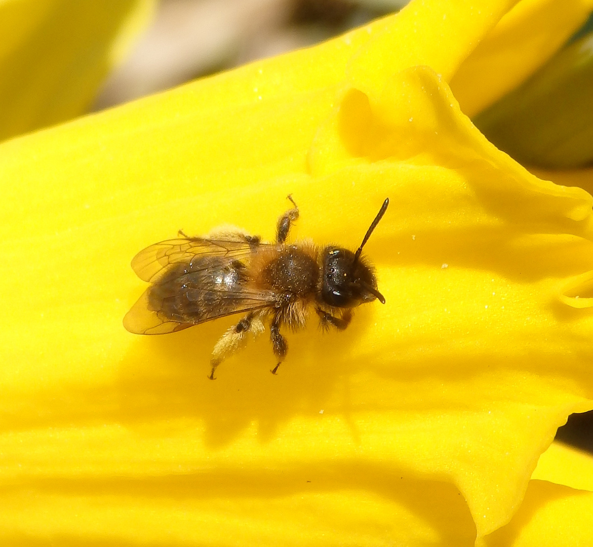 Zweifarbige Sandbiene (Andrena bicolor) auf Osterglocke